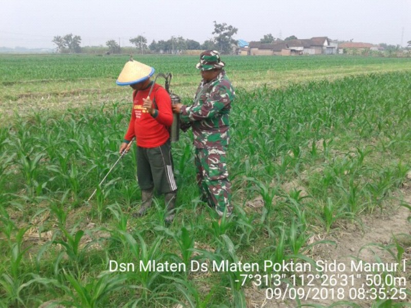 Babinsa Mlaten Serka M. Ma'ruf Dampingi Petani Penyemprotan Tanaman Jagung 