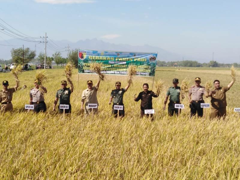 Suasana Panen Padi Di Area Demplot / Pilot Project Kodim 0815 Mojokerto