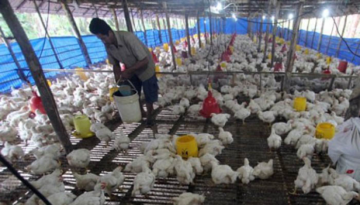 Seorang peternak memberikan pakan ternak ayam pedaging, di peternakan ayam pedaging di Desa Sei Lepan Kabupaten Langkat, Sumatera Utara, Senin 1 Agustus. (Foto: Antara/Septianda Perdana)