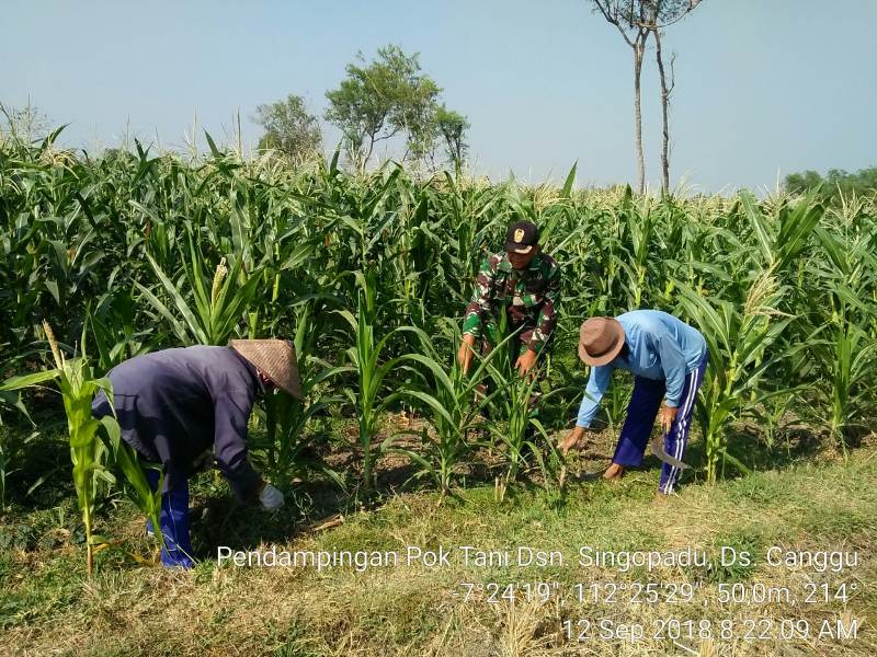 Babinsa Koramil 0815/07 Jetis Dampingi Petani Rawat Tanaman Jagung