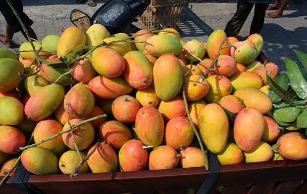 Segar, kekuningan, ada sembur-sembur merah di bagian pantatnya, itulah mangga podang. foto:istimewa/kediri.go.id