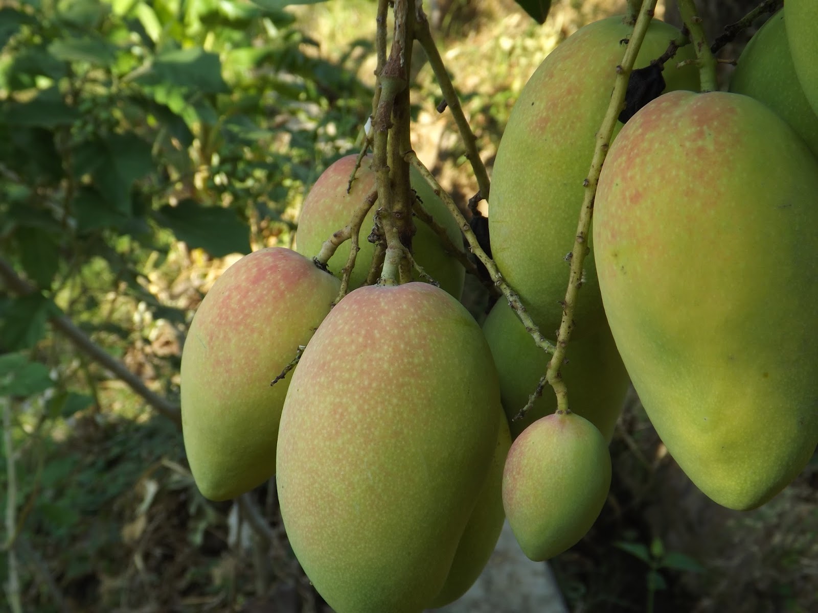 Menjelang masak pohon, mangga podang sudah terlihat fisiknya yang keren. Bias-bias merah yang nanti akan menjadi cantik manakala sudah menguning total. foto:istimewa/tiron