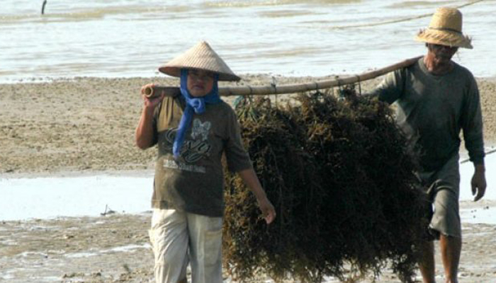 Ilustrasi petani memikul rumput laut yang baru dipanen, di Pantai Jumiang, Pamekasan, Madura, Jatim. (Foto/Saiful Bahri)