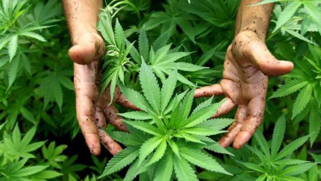 Tanaman ganja.