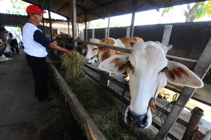 Pekerja memberi makanan sapi di peternakan sapi Agro Techno Park di Sentono, Karangdowo, Klaten, Jawa Tengah, Kamis 28 Juli 2018). Program Agro Techno Park yang dikembangkan atas kerjasama antara Pemerintah Kabupaten Klaten dengan Badan Tenaga Nuklir Nasional (BATAN) itu bertujuan untuk penguatan dan pengembangan sistem pertanian terpadu berbasis teknologi untuk mendukung peningkatan kemandirian pangan seperti padi, kedelai dan peternakan sapi. (Foto: Antara/Aloysius Jarot Nugroho)