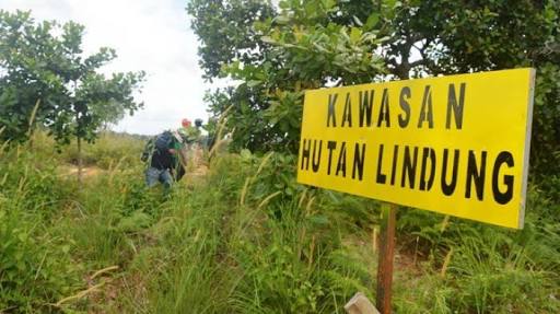 Kawasan hutan lindung. Foto: dok/antara