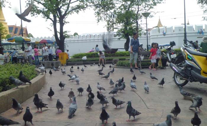 Merpati liar di sebuah taman di kota Bangkok, Thailand. (Foto:letsescape.me)