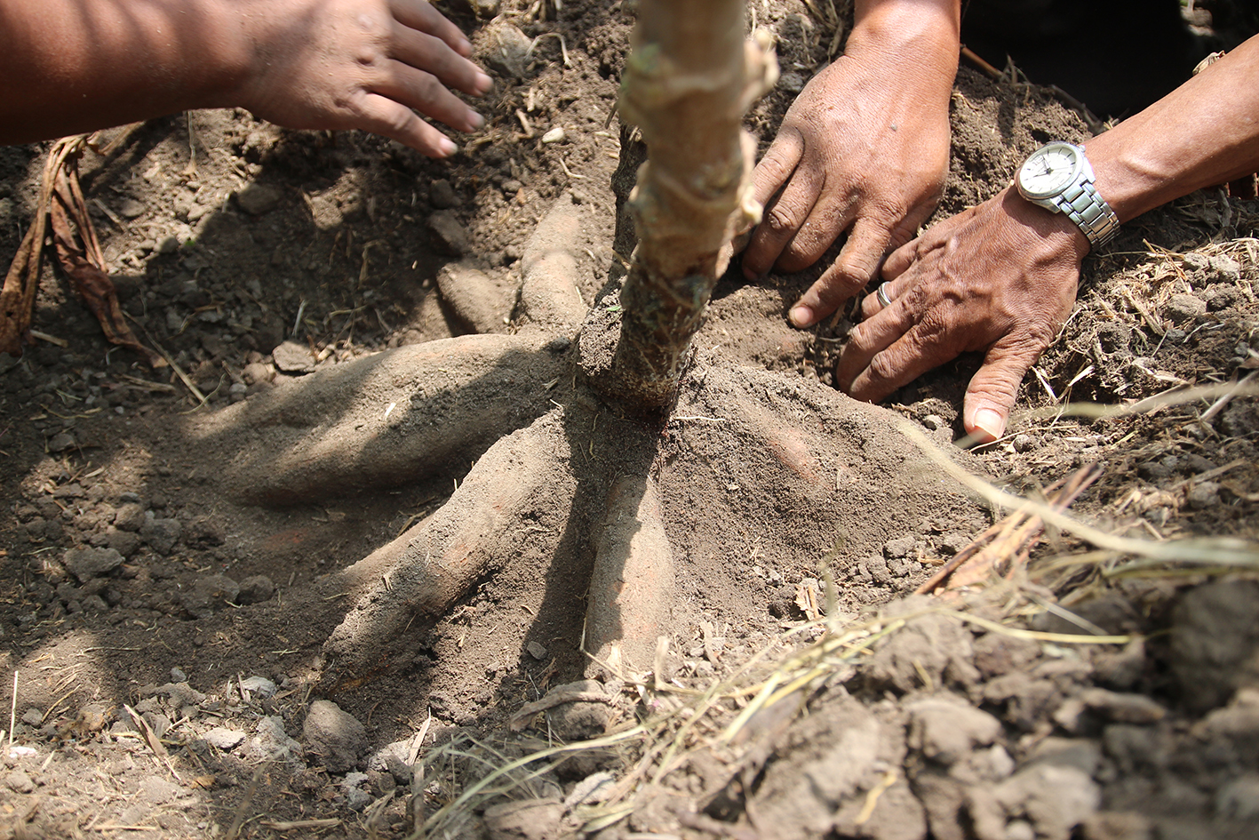 Singkong dengan panen mencengangkan. Singkong biasa hanya mampu panen maksimal 5kg, tapi singkong yang ini mampu panen 50kg per batang singkong. foto:idi/ngopibareng.id 