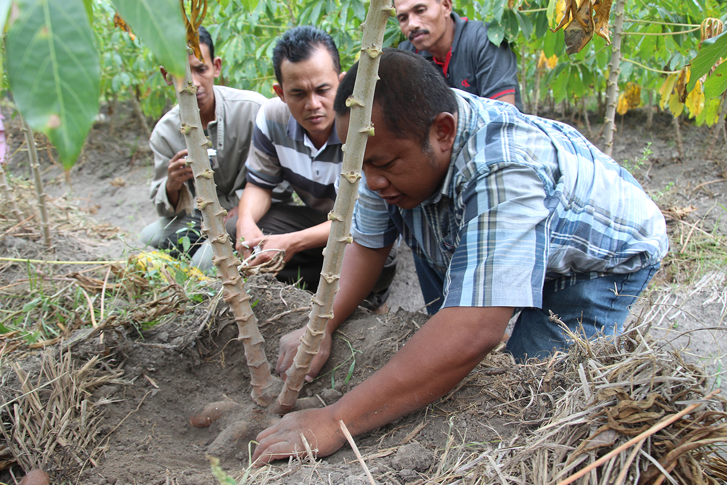 Singkong dalam hitungan minggu, sudah berisi dan bisa dihitung umbinya yang akan membesar. foto:idi/ngopibareng.idi