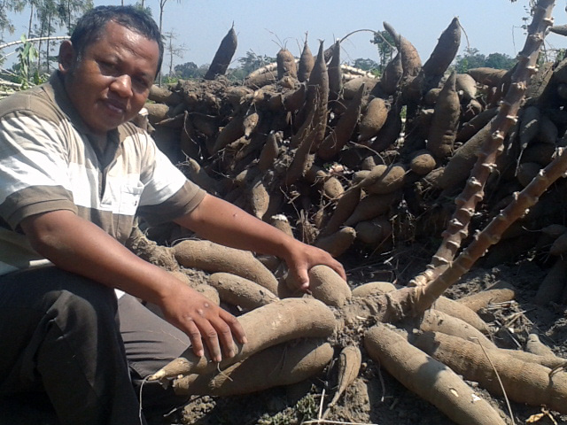 Haji Ubadah dan panenan yang mencengankan itu. Siap bermitra dengan industri untuk kebutuhan bioethanol sekalipun. foto:idi/ngopibareng.id