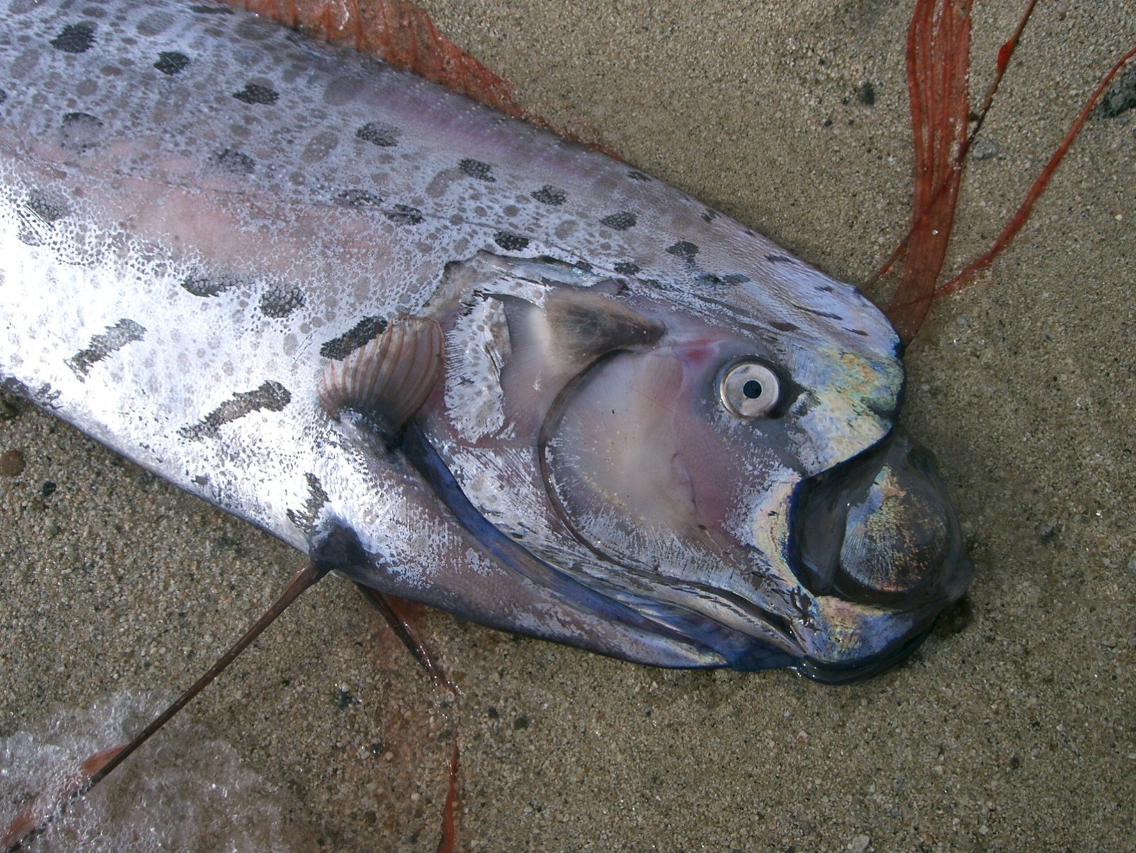 Mitos kemunculan Oarfish pertanda gempa bumi dan tsunami.