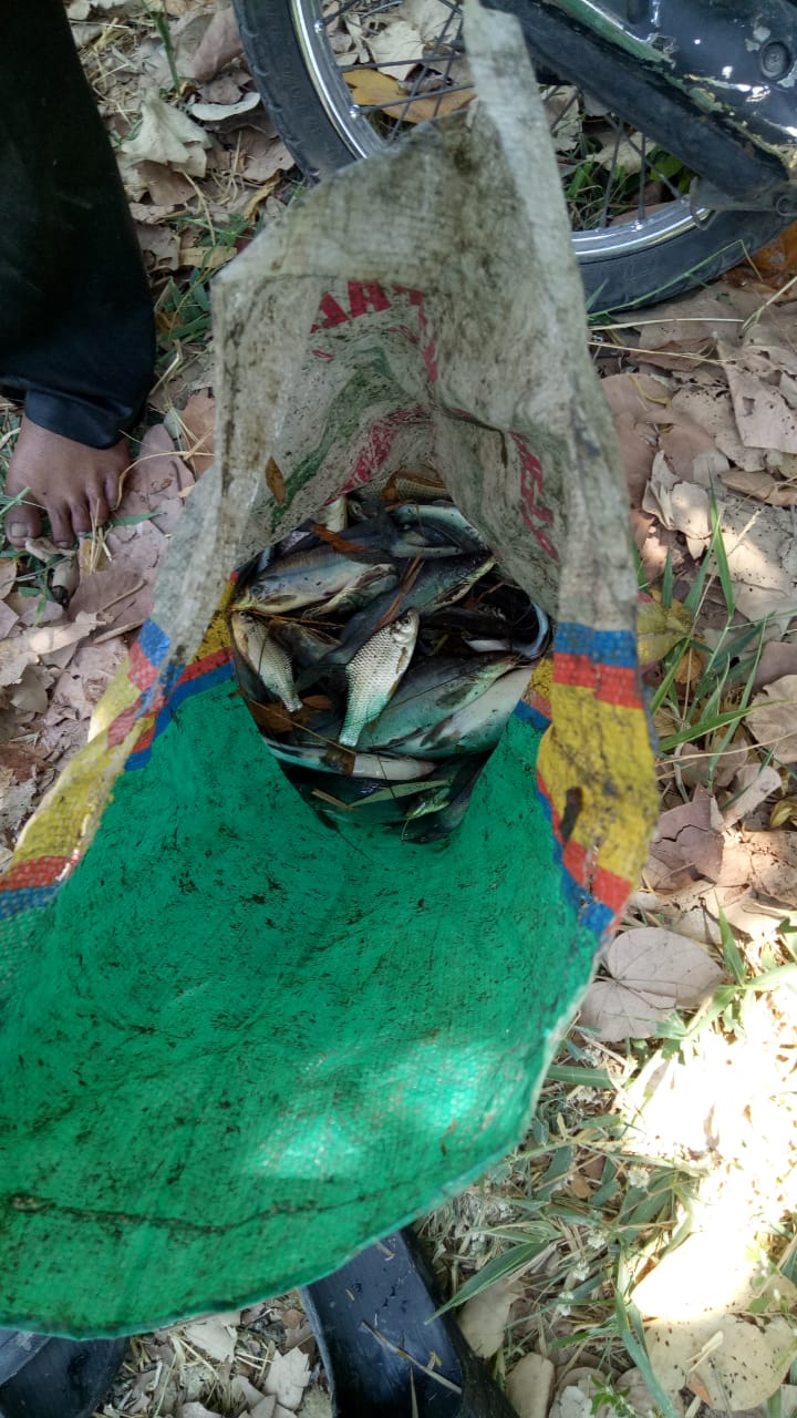 Sample ikan mati di Kali Surabaya. (Foto: Ecoton)