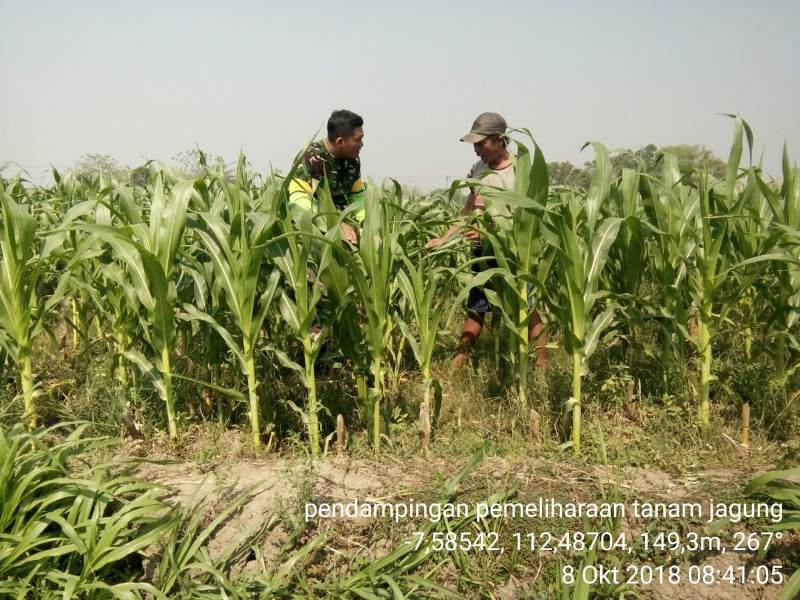 Babinsa Koramil 0815/14 Dlanggu Kopda I Kadek Warnata Bersama Petani Lakukan Pengamatan Hama Tanaman Jagung