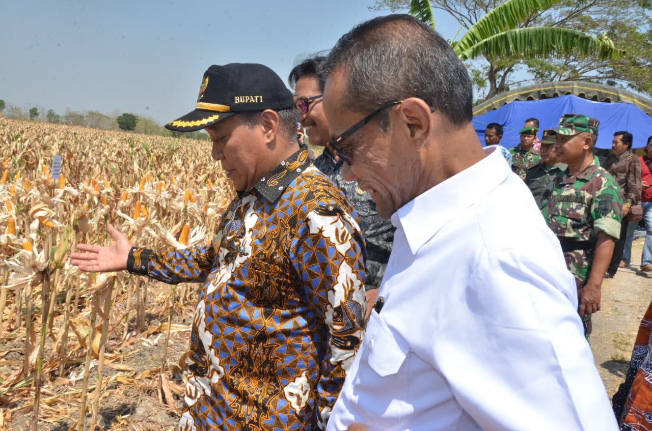 Kepala Badan Ketahanan Pangan Kementerian Pertanian, Agung Hendriadi saat meninjau pertanian jagung di Lamongan, Kamis, 11 Oktober 2018. (Foto: Totok/ngopibareng.id)