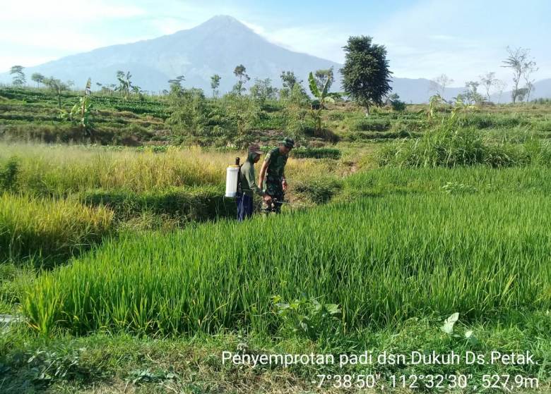 Babinsa Koramil 0815/16 Pacet Dampingi Petani Lakukan Penyemprotan Tanaman Padi