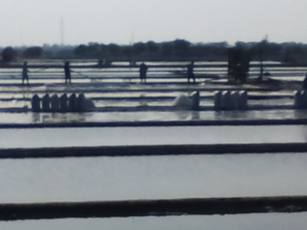 Salah satu tambak garam yang ada di Lamongan. (Foto: Totok/ngopibareng.id)