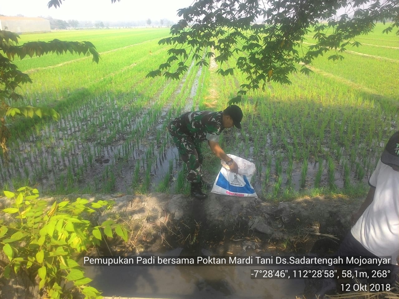 Babinsa Sadartengah Pos Ramil Mojoanyar Kodim 0815 Mojokerto Dampingi Petani Pemupukan Tanaman Padi