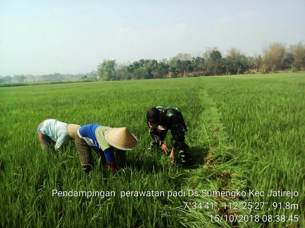 Babinsa Sumengko Koramil 0815/15 Jatirejo Serda Syaiful Hozi Dampingi Petani Penyiangan Tanaman Padi