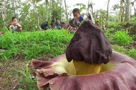 Bunga bangkai tumbuh di pekarangan warga. Foto: merdeka.com