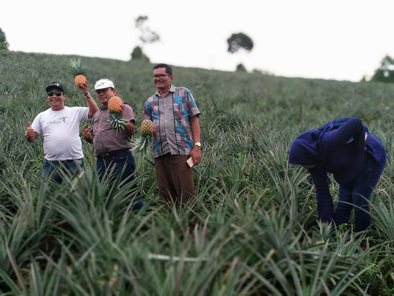 Nanas oiiii. foto:Kemenpar