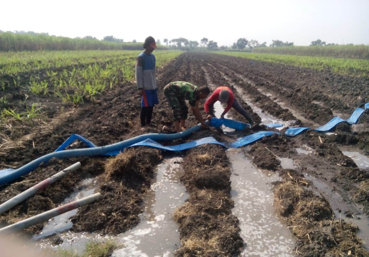 Babinsa Koramil 0815/05 Gedeg Serda Sujarwo Bantu Petani Mengari Sawah dan Persiapkan Tanam Jagung   