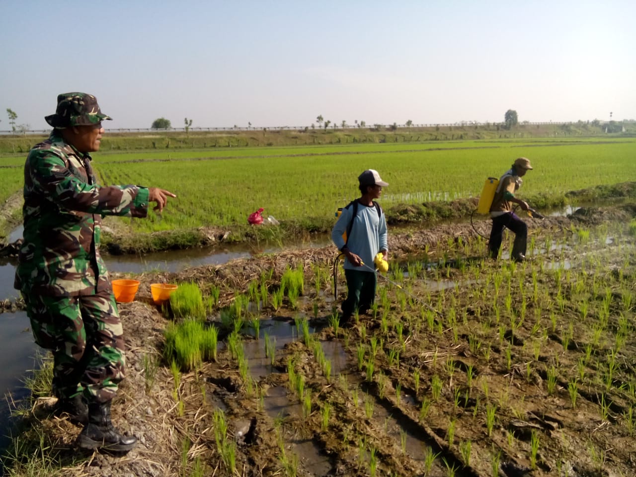 Babinsa Koramil 0815/05 Gedeg Sertu Slamet Langkung Dampingi Petani Semprot Tanaman Padi