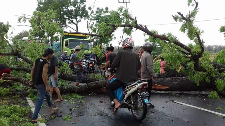 Pohon roboh menutupi jalan Raya Provinsi Babat-Jombang. (Foto: Totok/ngopibareng.id)