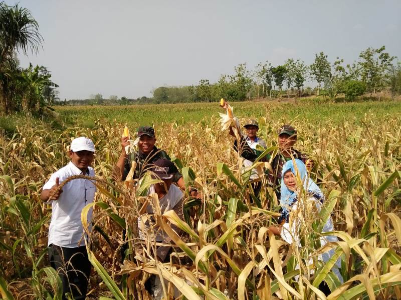 Babinsa Koramil 0815/06 Serma M. Darwin Bersama PPL Lakukan Pengubinan Jagung