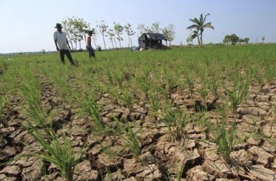 Musim kemarau membuat areal persawahan warga mulai mengering. Foto: dok/antara