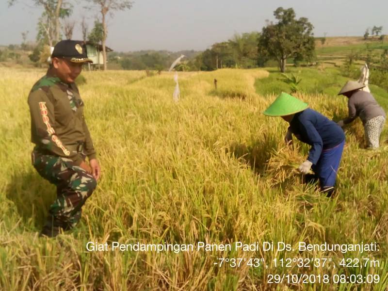 Babinsa Koramil 0815/16 Pacet Dampingi Petani Panen Padi Mamberamo Di Dusun Kedok Banteng Desa Bendungan Jati,