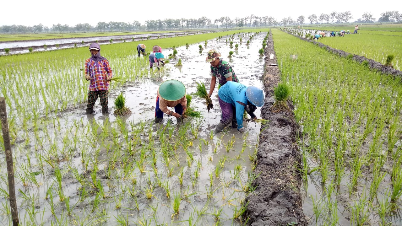 Babinsa Koramil 0815/05 Gedeg Serda Subkhan Dampingi Petani Tanam Padi Di Desa Gembongan