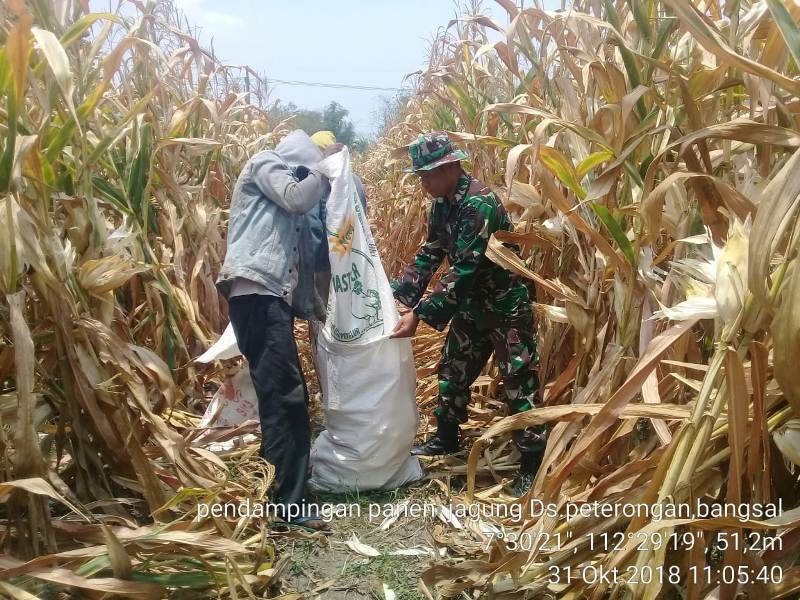 Babinsa Peterongan Koramil 0815/10 Bangsal Sertu Abdul Khair Saat Mendampingi Panen Jagung Di Dusun Singopadu 