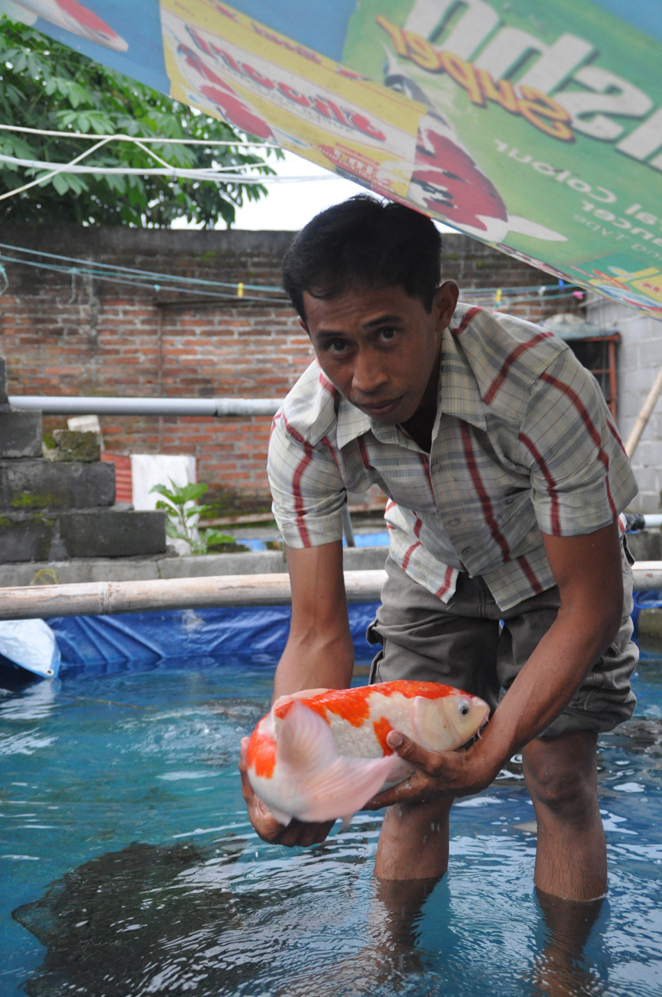Tak punya lahan, tak masalah. Sedikit terobosan ikan koi berkualitas pun tak susah untuk didapat. foto:widikamidi/ngopibareng.id