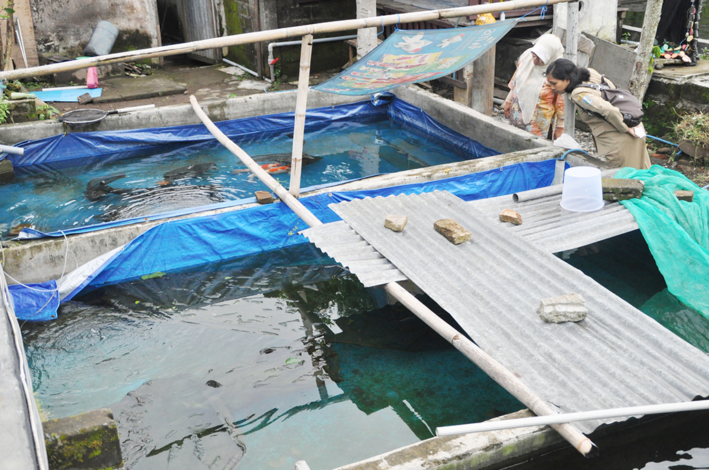 Kolam terpal seperti opo eneke, tapi jangan salah, meski penampakan begini penghasilan perbulan mampu di atas 10 juta rupiah per bulan. foto:widikamidi/ngopibareng.id