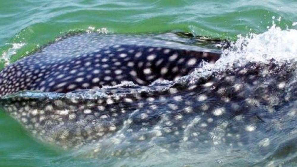 Hiu tutul (whale shark) kembali muncul di perairan laut Probolinggo. (Foto: Ikhsan/Ngopibareng.id)