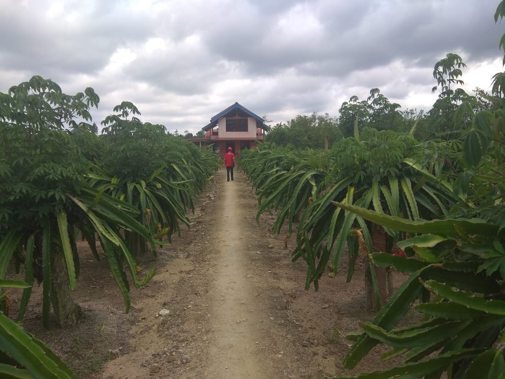 Kebun buah naga yang secara akustik visual sangat layak untuk majang foto selfie. foto:kemenpar