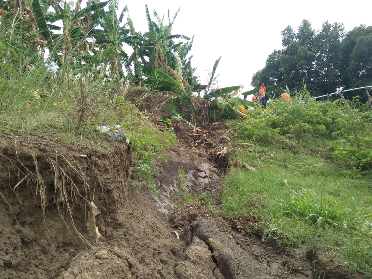 Tanggul sungai Bengawan Solo di desa Karanggeneng, Lamongan longsor sepanjang 35 meter. (Foto: Totok/ngopibareng.id)