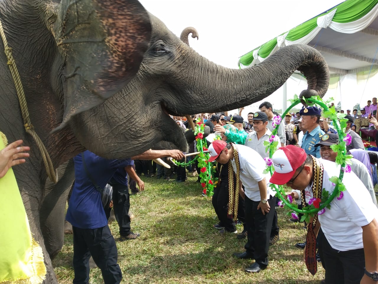 Gajah-gajah pintar... foto:kemenpar