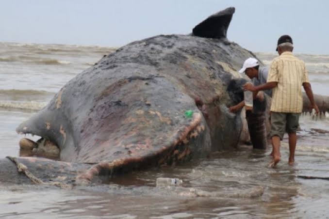 Paus sperma terdampar di perairan Aceh. Foto: dok/antara