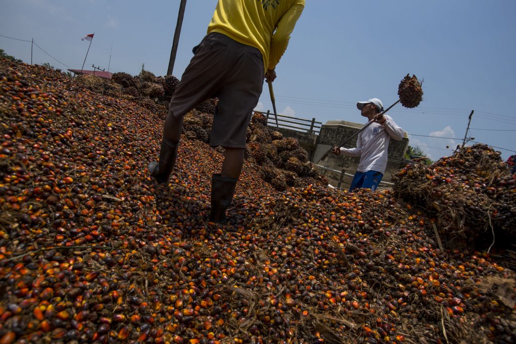 Petani saat memanen kelapa sawit. Foto: dok/antara