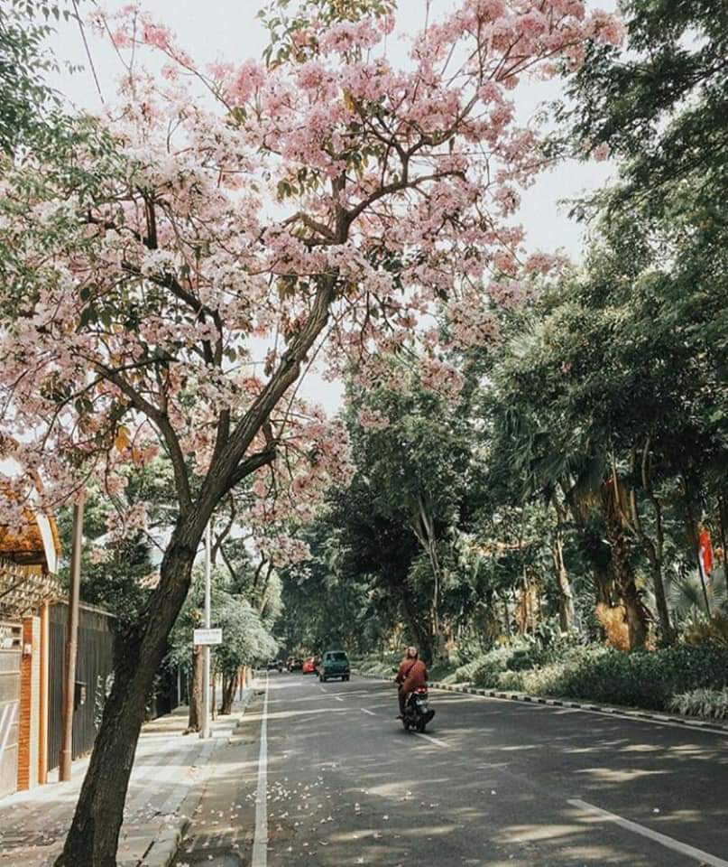 Mekarnya bunga tabebuya, di Surabaya. (Foto: Hasan Bisri/ngopibareng.id)