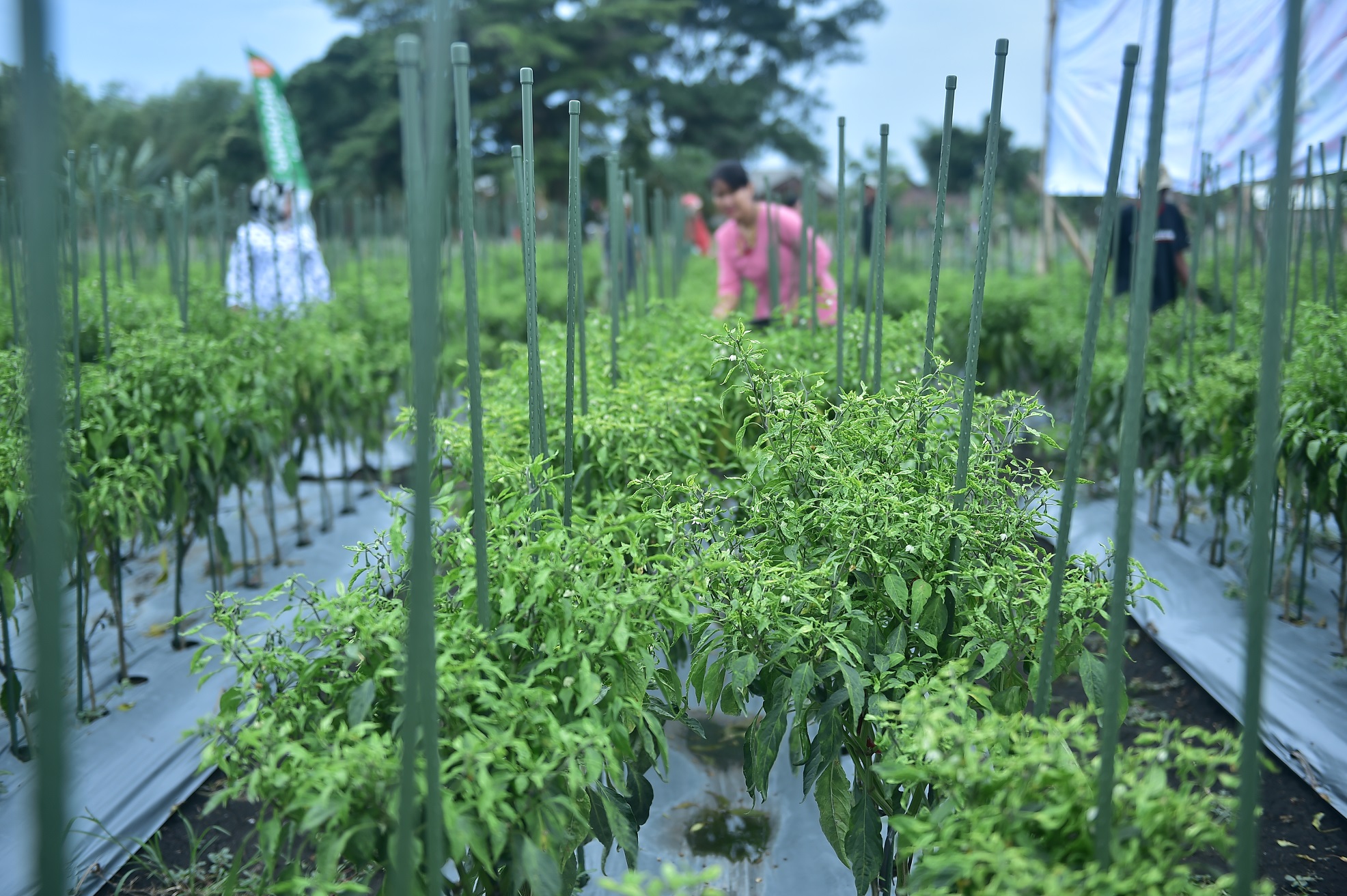 LAMONGAN: Petani sedang panen cabai.  (Foto:Totok/ngopi bareng.id)