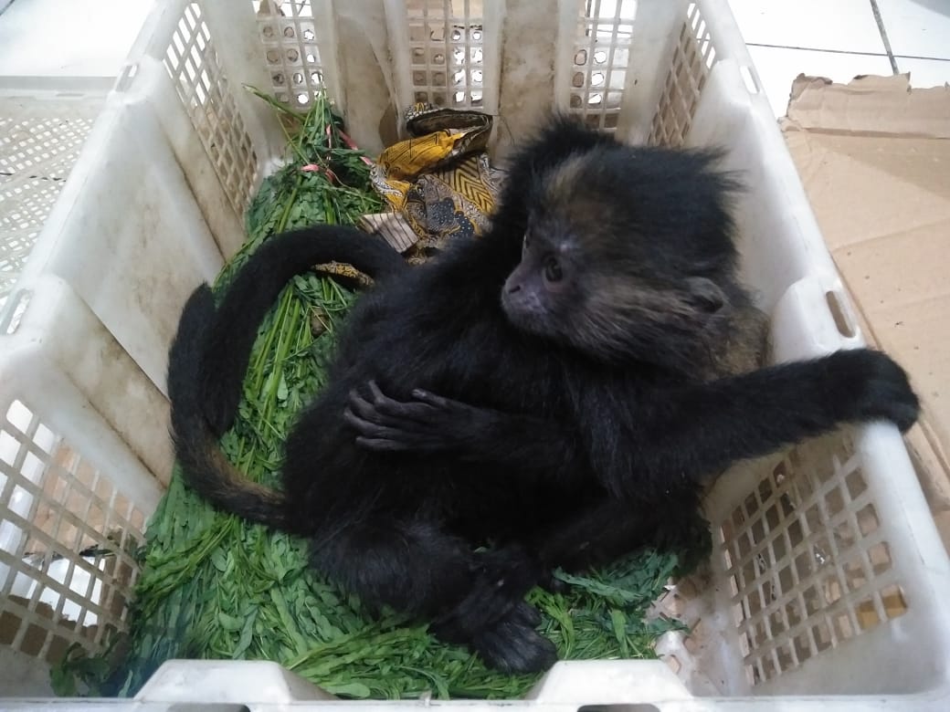 Dua lutung jawa yang dijualbelikan di Malang. (Foto: Istimewa)