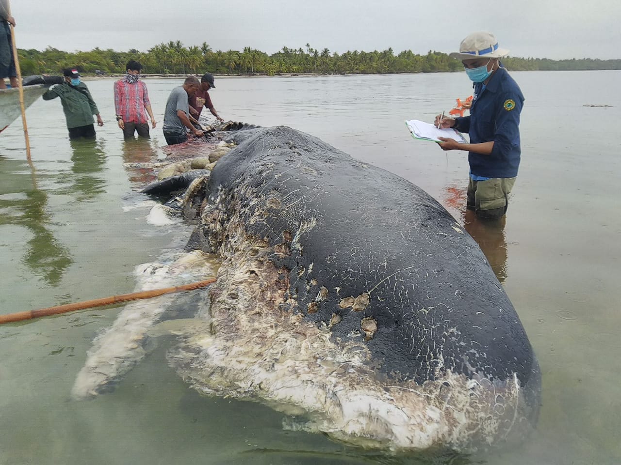 Bangkai ikan paus Sperma (Physeter macrocephalus) yang terdampar di Perairan Pulau Kapota, Resort Wangi-wangi, Wakatobi. Dalam bangkai paus ini ditemukan sampah plastik sebanyak 750gram (115 buah) gelas plastik, plastik keras 140 gram (19 buah), botol plastik 150gram (4 buah) dan sampah lainnya. Total berat basah sampah yang ditemukan dalam bangkai ini seberat 5,9kg. (Foto: Istimewa)