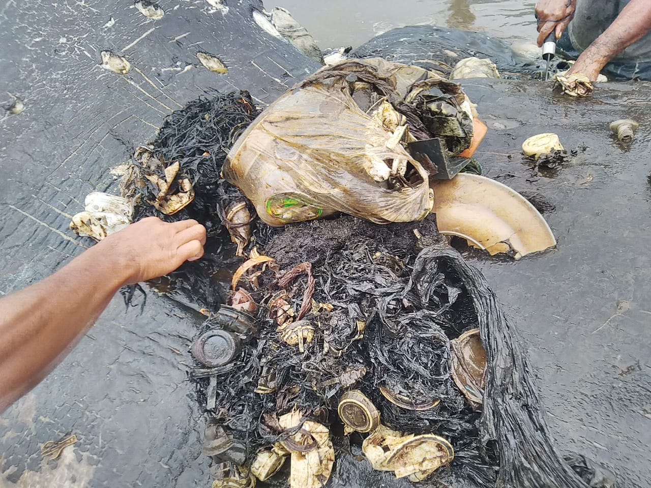 Sampah plastik yang ditemukan dalam bangkai ikan paus. (Foto: Istimewa) Sampah plastik yang ditemukan dalam bangkai ikan paus. (Foto: Istimewa)