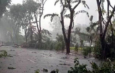 Pohon-pohon di pinggir jalan di Pamekasan bertumbangan terkena angin lesus yang terjadi pada Minggu, 9 Desember 2018. (Foto: Netizen)