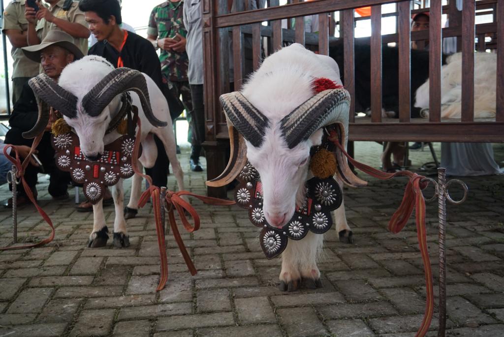 Ribuan peternak meramaikan acara Silaturahmi Nasional (Silatnas) ke-6 Himpunan Peternak Domba dan Kambing Indonesia di Jatim Park 2, Batu, Jawa Timur. (Foto: Dok KSP)