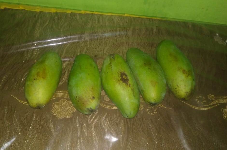 Penampakan mangga Oransbari yang mirip dengan jenis gadung atau golek kalau di Jawa.  (Foto: Endra/ngopibareng.id)