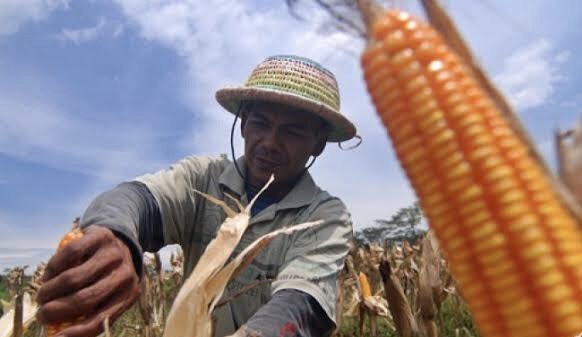 Petani memanen jagung di persawahan mereka. Foto: antara