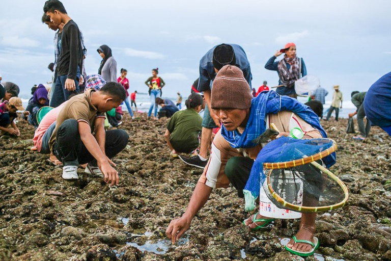 Tradisi menangkap Nyale di Lombok. foto:ist